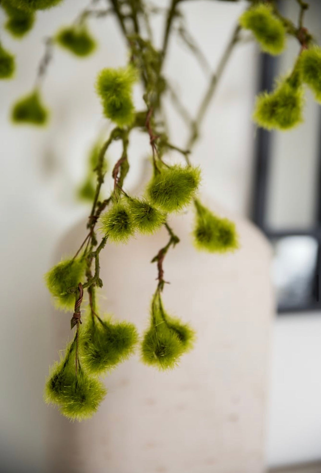 Moss ball branch - Greenery MarketS1400-g