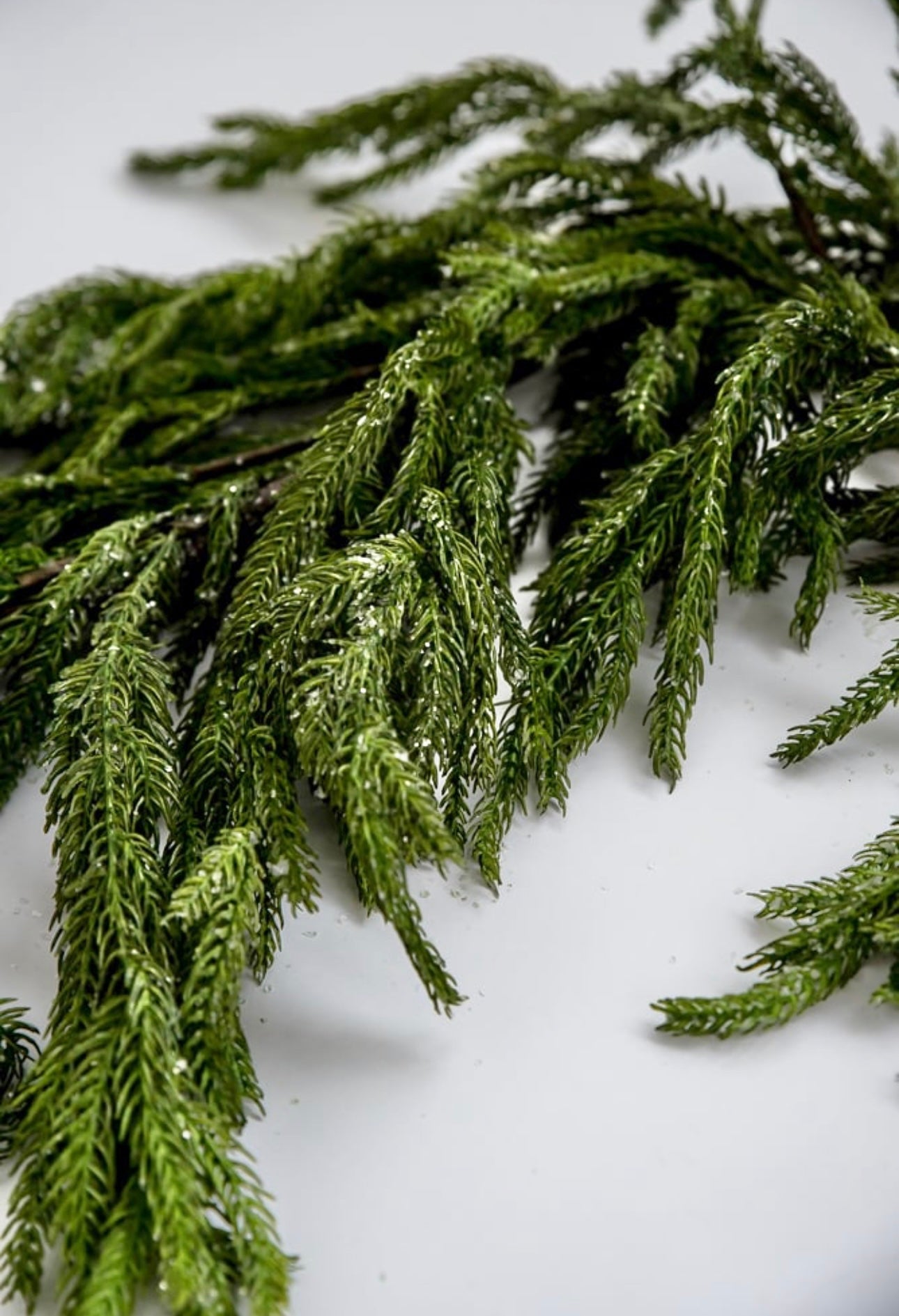 Norfolk pine garland 6’ with light frosting - Greenery Market2833271GI