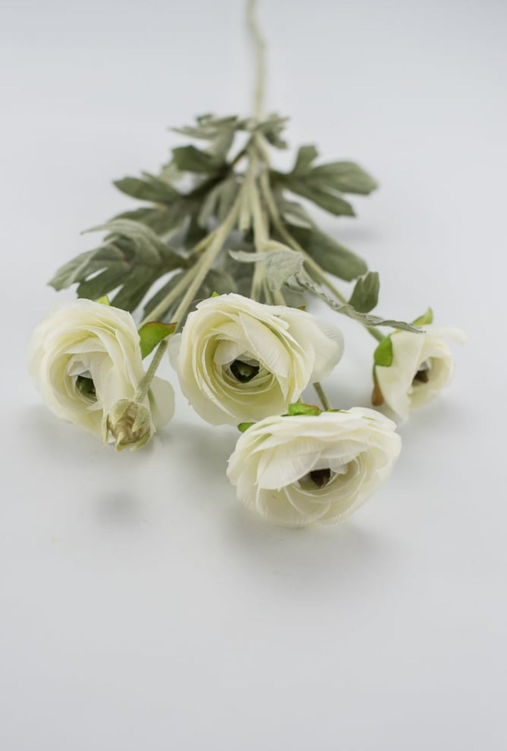 Off white ranunculus spray - Greenery Market84072-CR