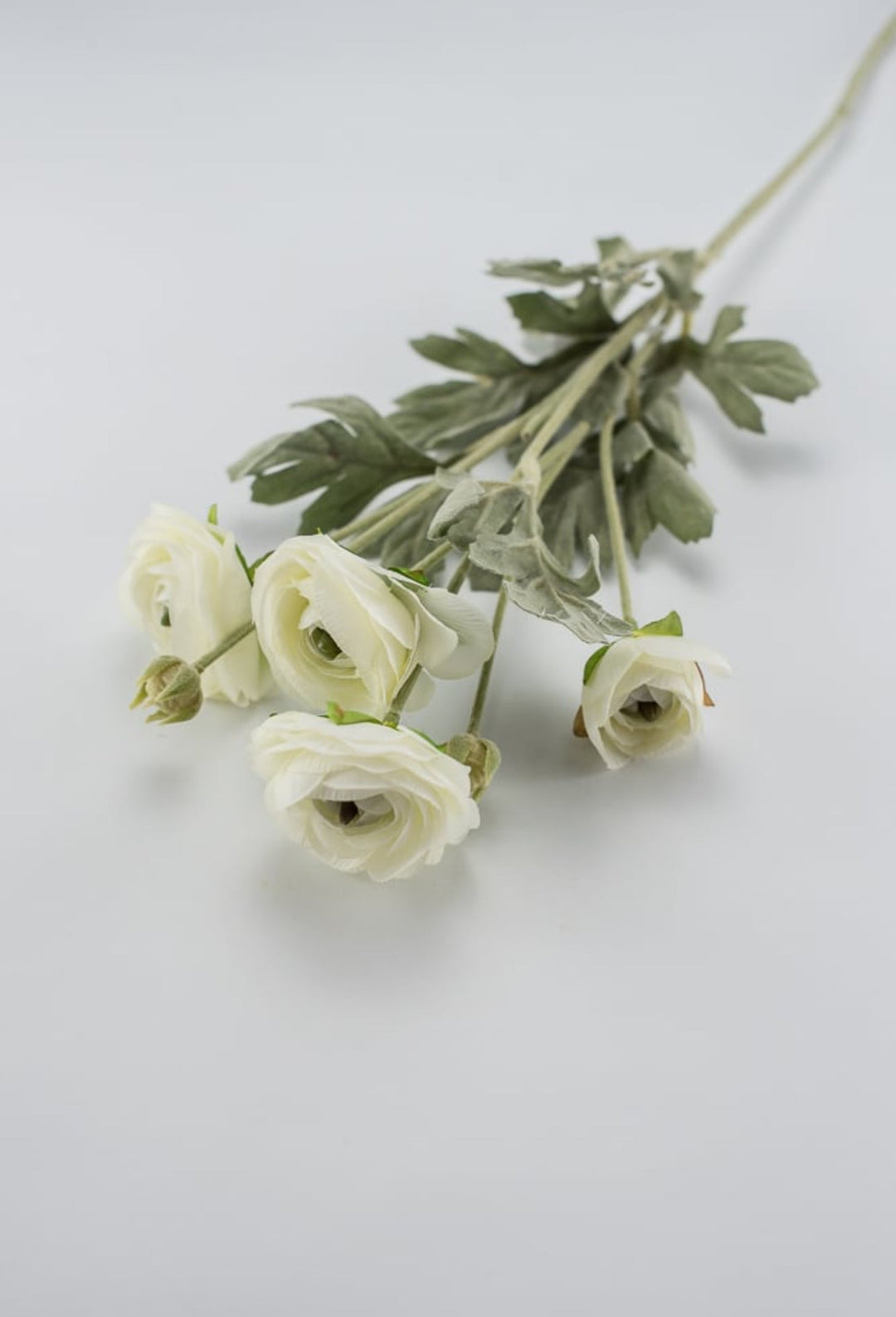 Off white ranunculus spray - Greenery Market84072-CR