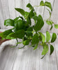 Olive leaves bush - Greenery MarketArtificial Flora25961