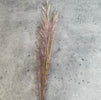 Pampas reed bundle - dusty mauve pink - Greenery MarketArtificial Flora25909