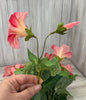 Petunia flowers, morning glory, pink - Greenery Marketartificial flowers25798