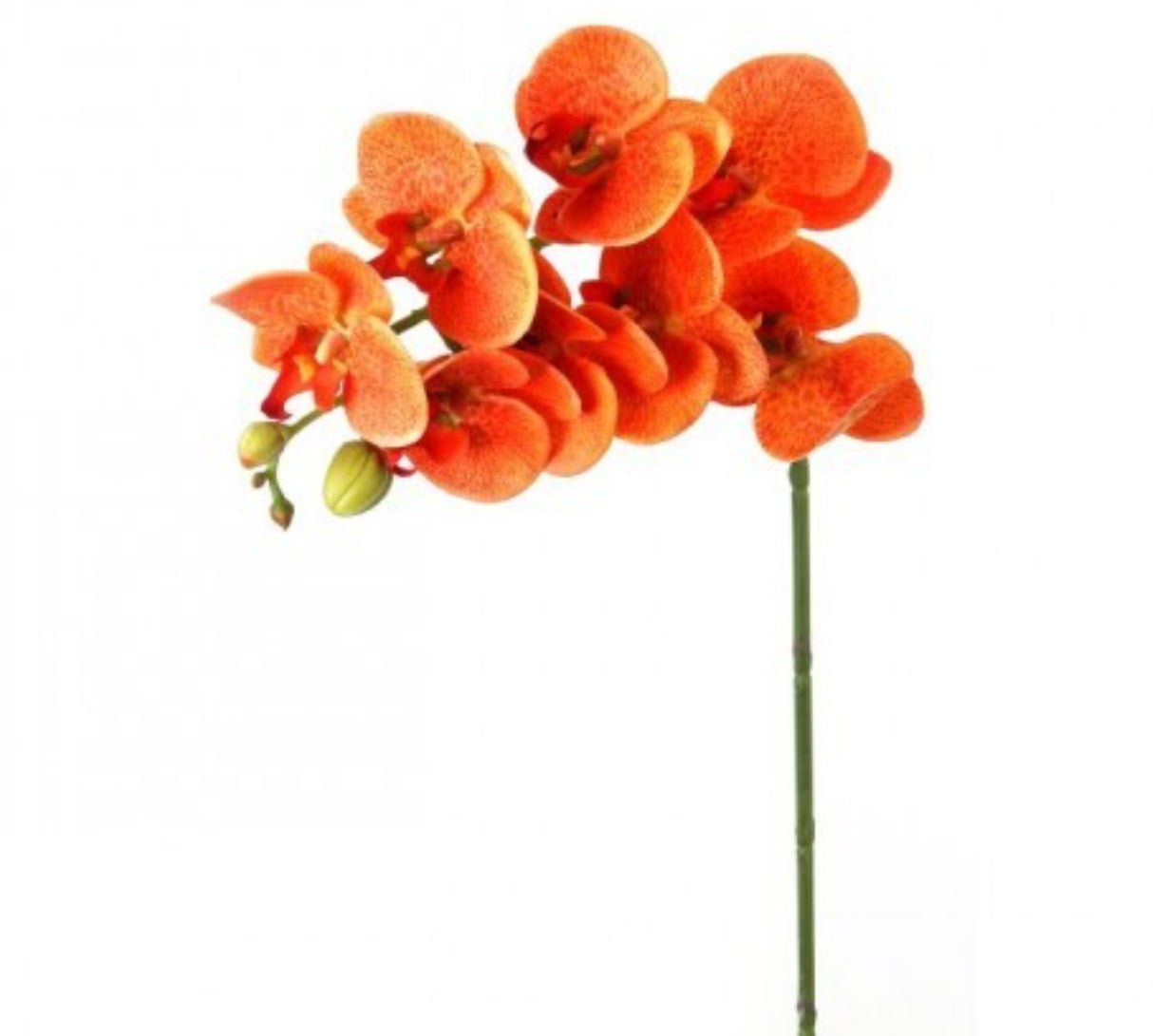 phalaenopsis, orchid Flower spray - bright orange - Greenery MarketArtificial FloraMTF20032 ORNG