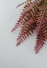 Pink tipped fern greenery bush - Greenery MarketFL6355-MAUG
