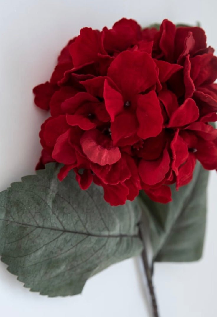 Red velvet hydrangea stem - Greenery Market176589