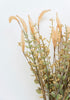Salix mixed filler bush - Greenery Marketgreenery63504
