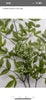 Seeding nandina spray with berries, green - Greenery Marketgreeneryfl1090-G