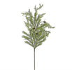 Seeding needle pine with cones - Greenery Marketgreeneryxd480/l-g