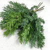 Soft touch Cypress bundle x 5 sprays - Greenery Marketgreenery27388