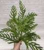 Soft touch Norfolk pine spray - Greenery Market27186