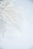 Soft touch, white Norfolk pine spray - Greenery Market27391