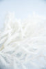 Soft touch, white Norfolk pine spray - Greenery Market27391