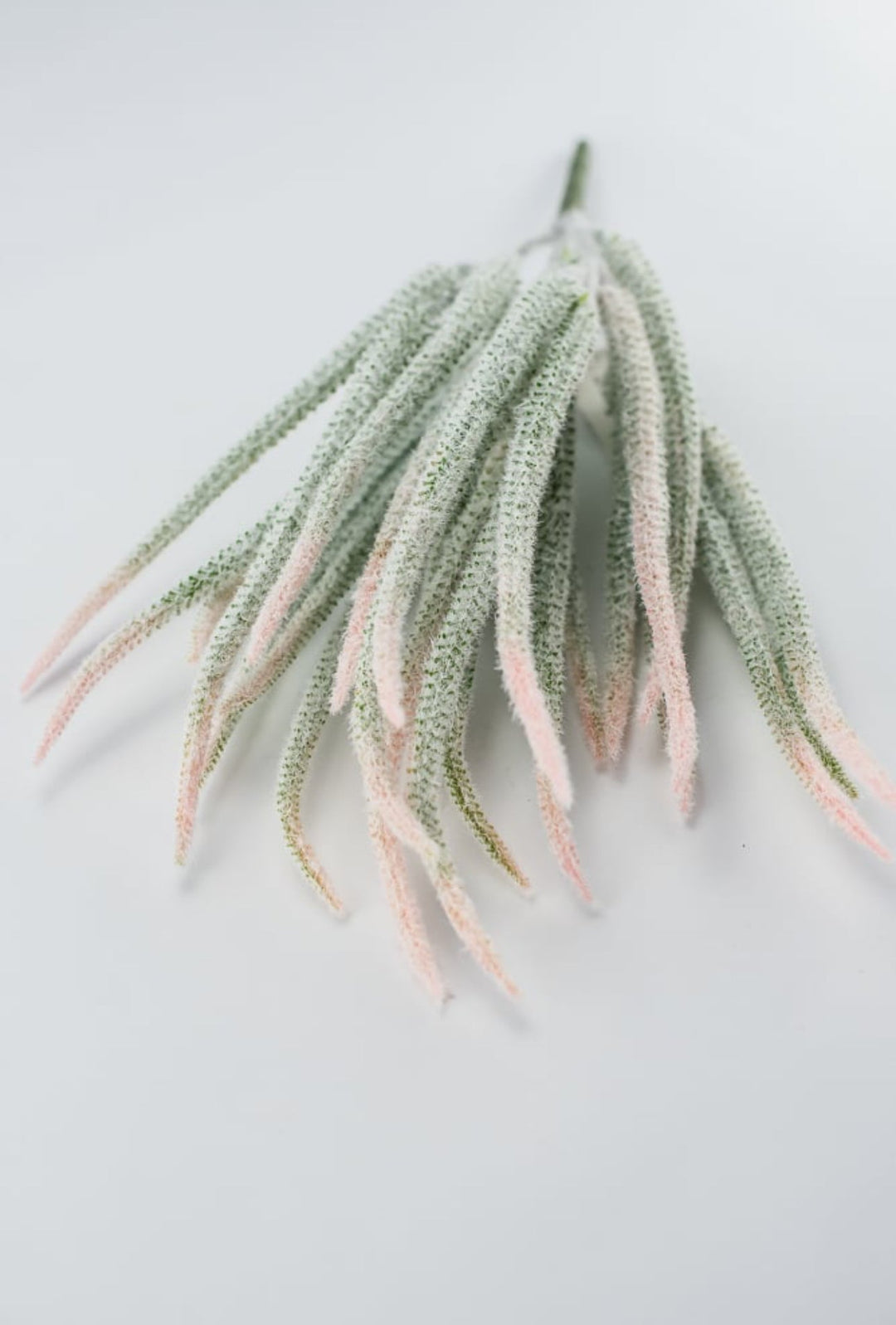 Tail bush with pink tips - Greenery Market26946