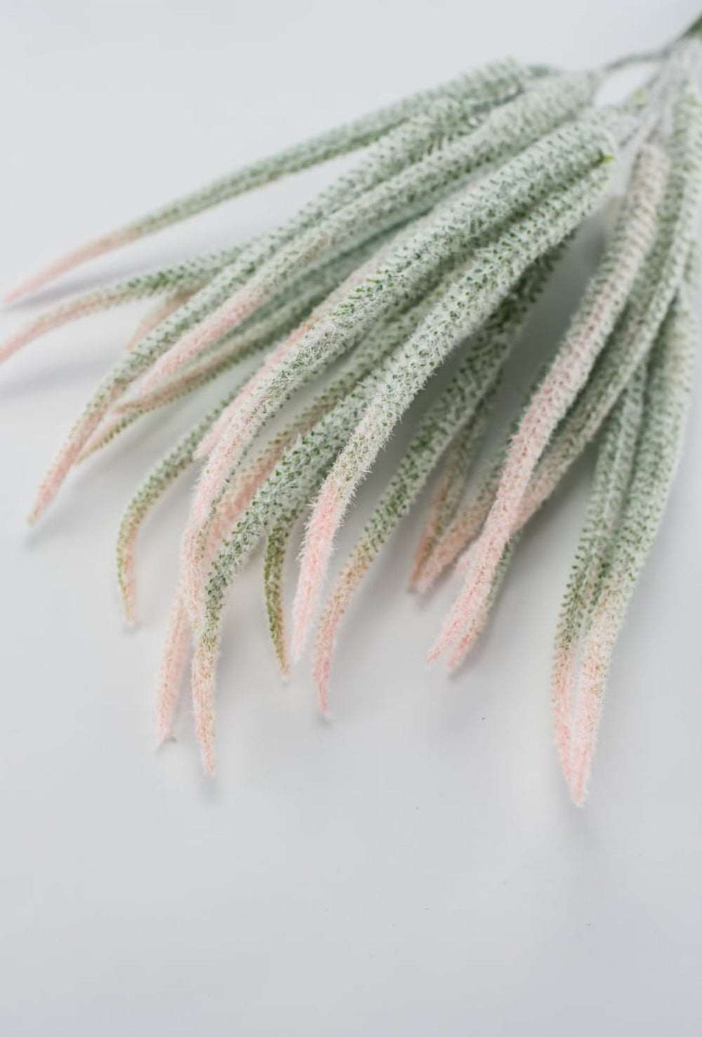 Tail bush with pink tips - Greenery Market26946