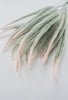 Tail bush with pink tips - Greenery Market26946