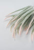 Tail bush with pink tips - Greenery Market26946