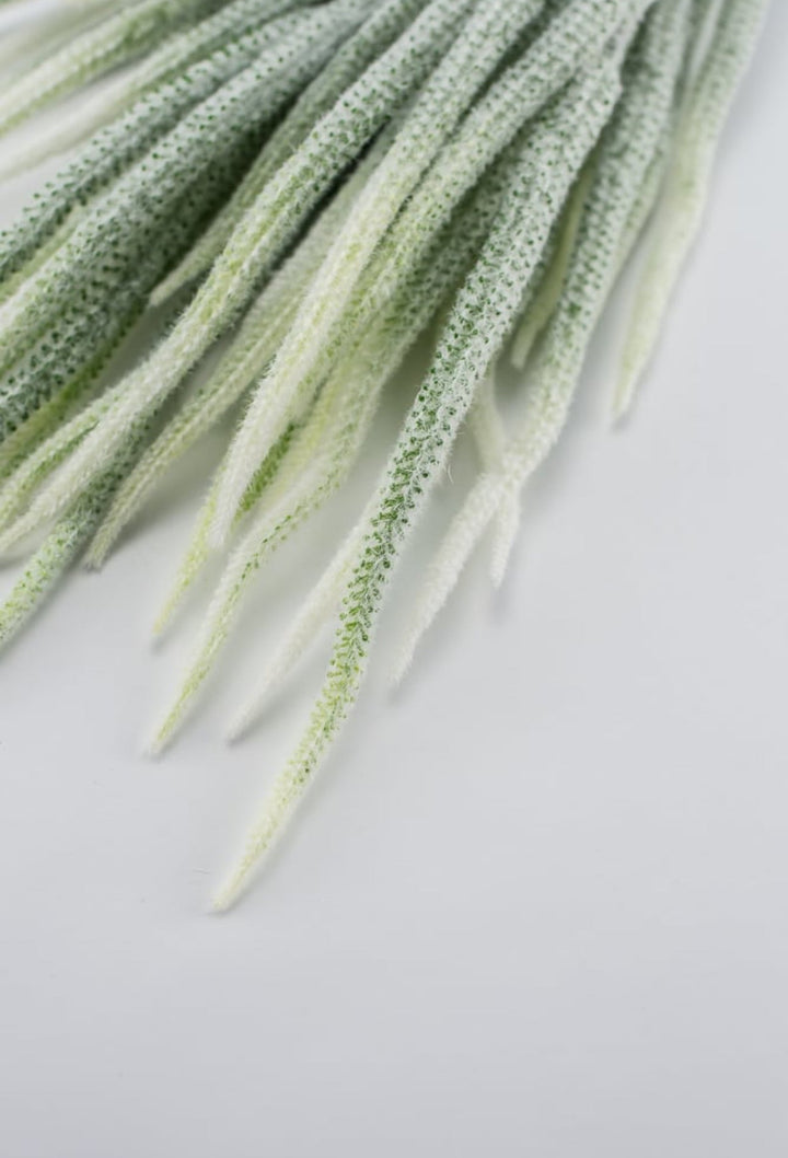 Tail bush with white tips - Greenery Market26947