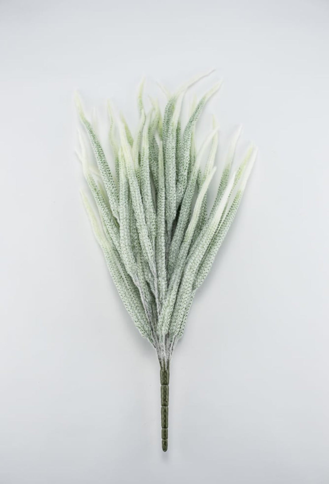 Tail bush with white tips - Greenery Market26947