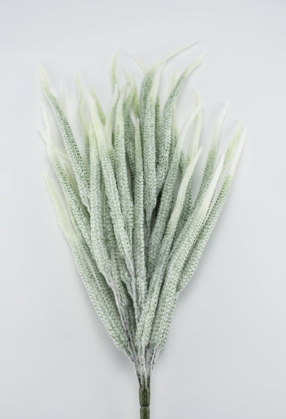 Tail bush with white tips - Greenery Market26947