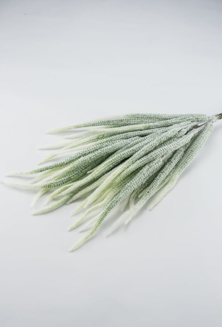 Tail bush with white tips - Greenery Market26947