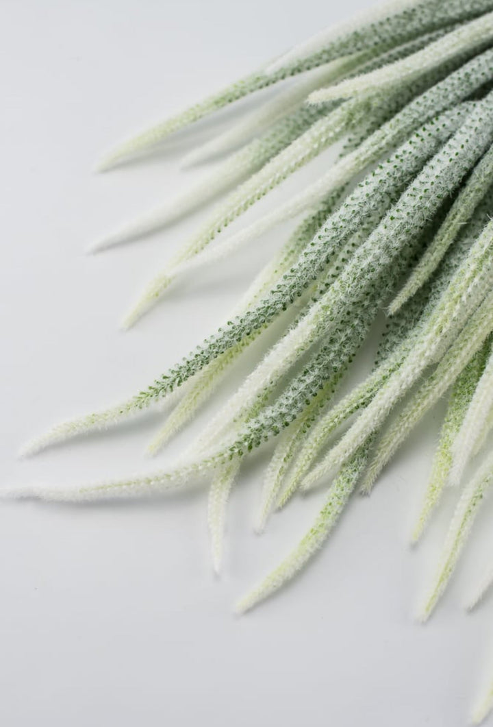 Tail bush with white tips - Greenery Market26947