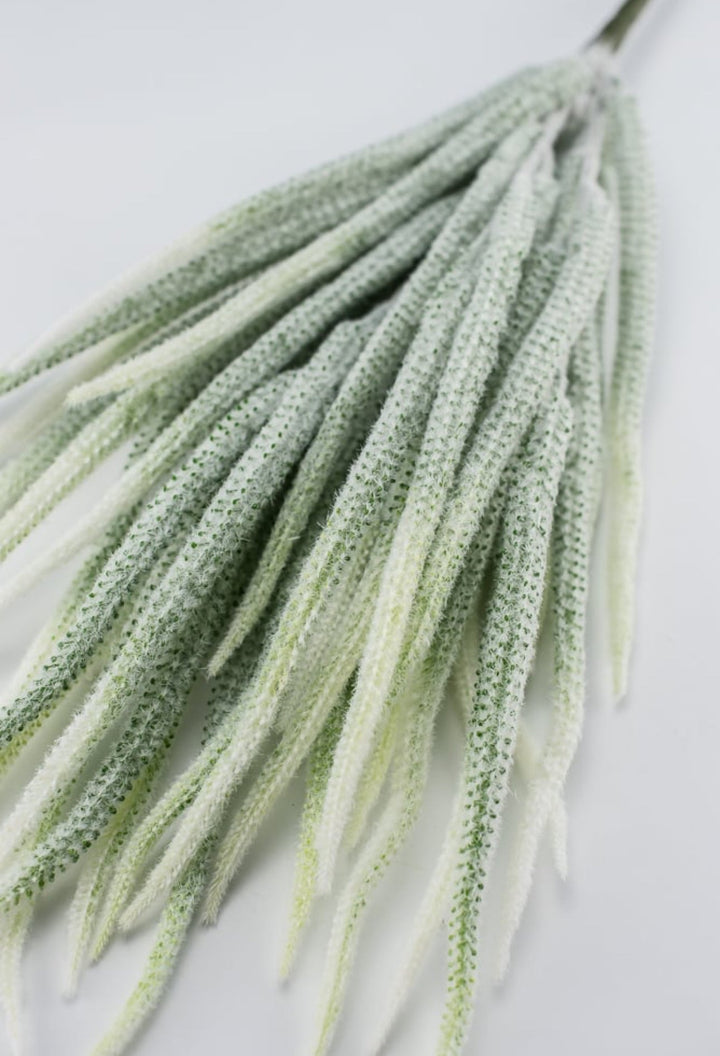 Tail bush with white tips - Greenery Market26947