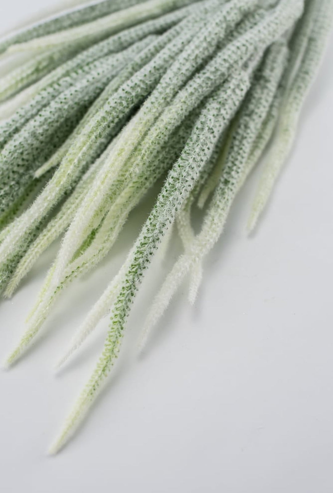 Tail bush with white tips - Greenery Market26947