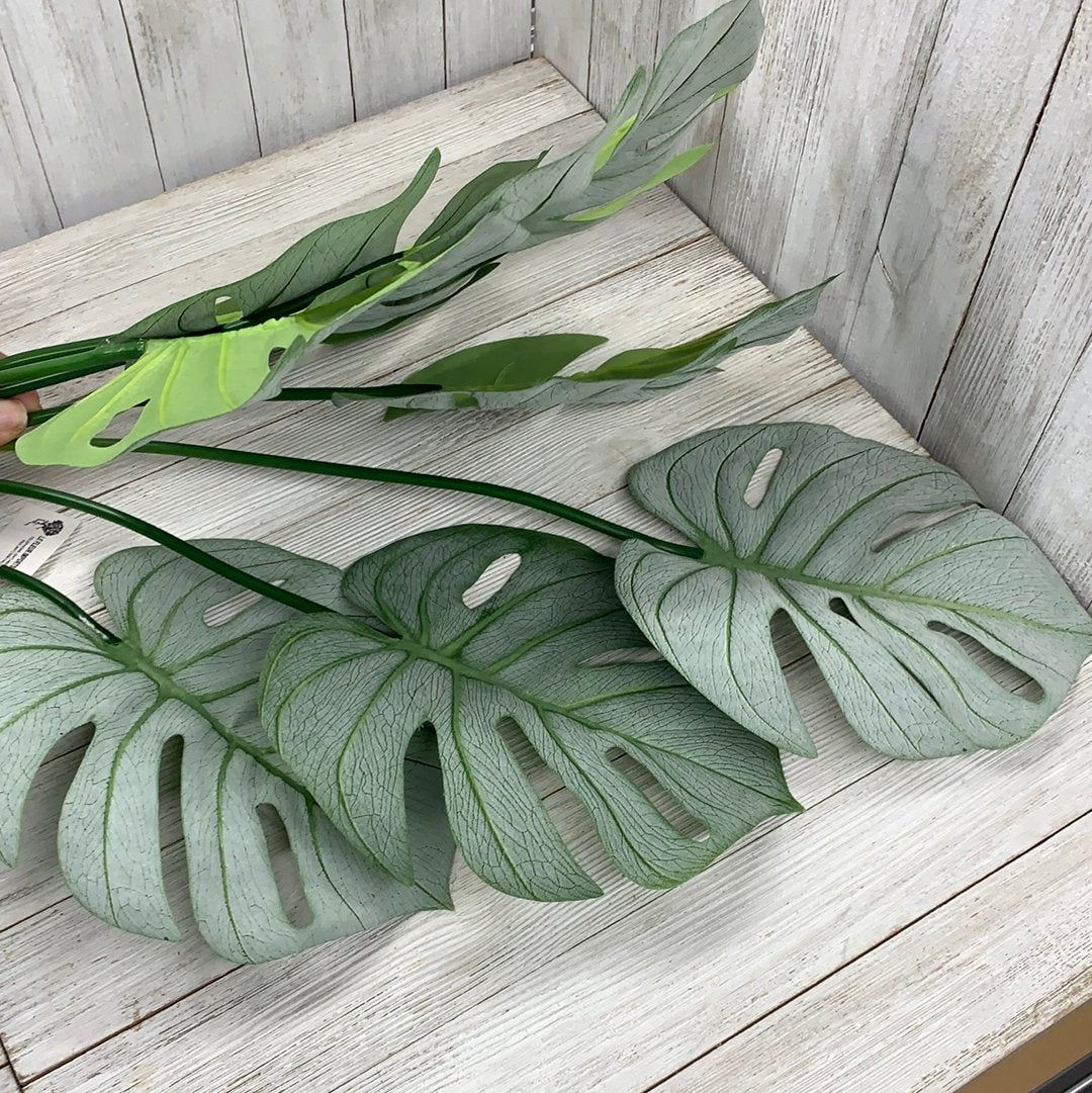 monstera turtle leaf plant Tropical Turtle leaves plant bush