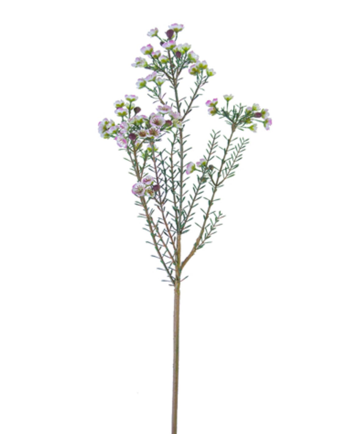 Wax flower spray - lavender - Greenery Market2285182LV