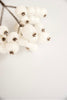 White glittered berries pick - Greenery MarketXg266 w