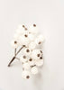 White glittered berries pick - Greenery MarketXg266 w