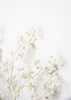 White glittered seed spray - Greenery MarketgreeneryXg447-wh