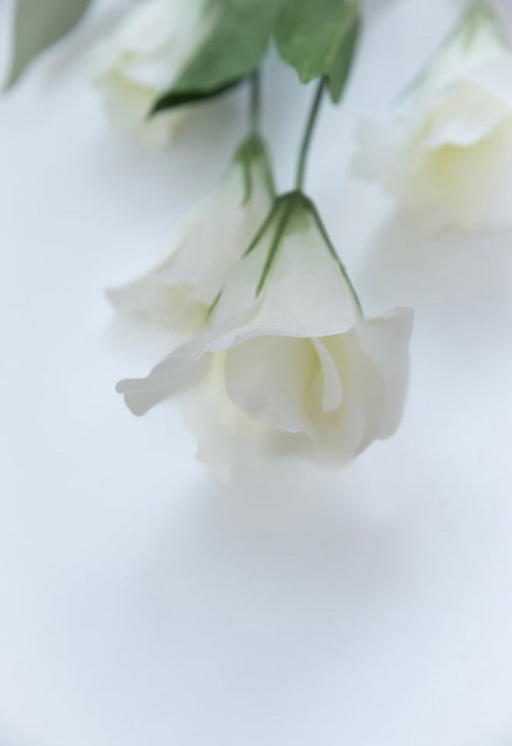 White lisianthus bush - Greenery Market5410-c