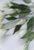 White lisianthus bush - Greenery Market5410-c