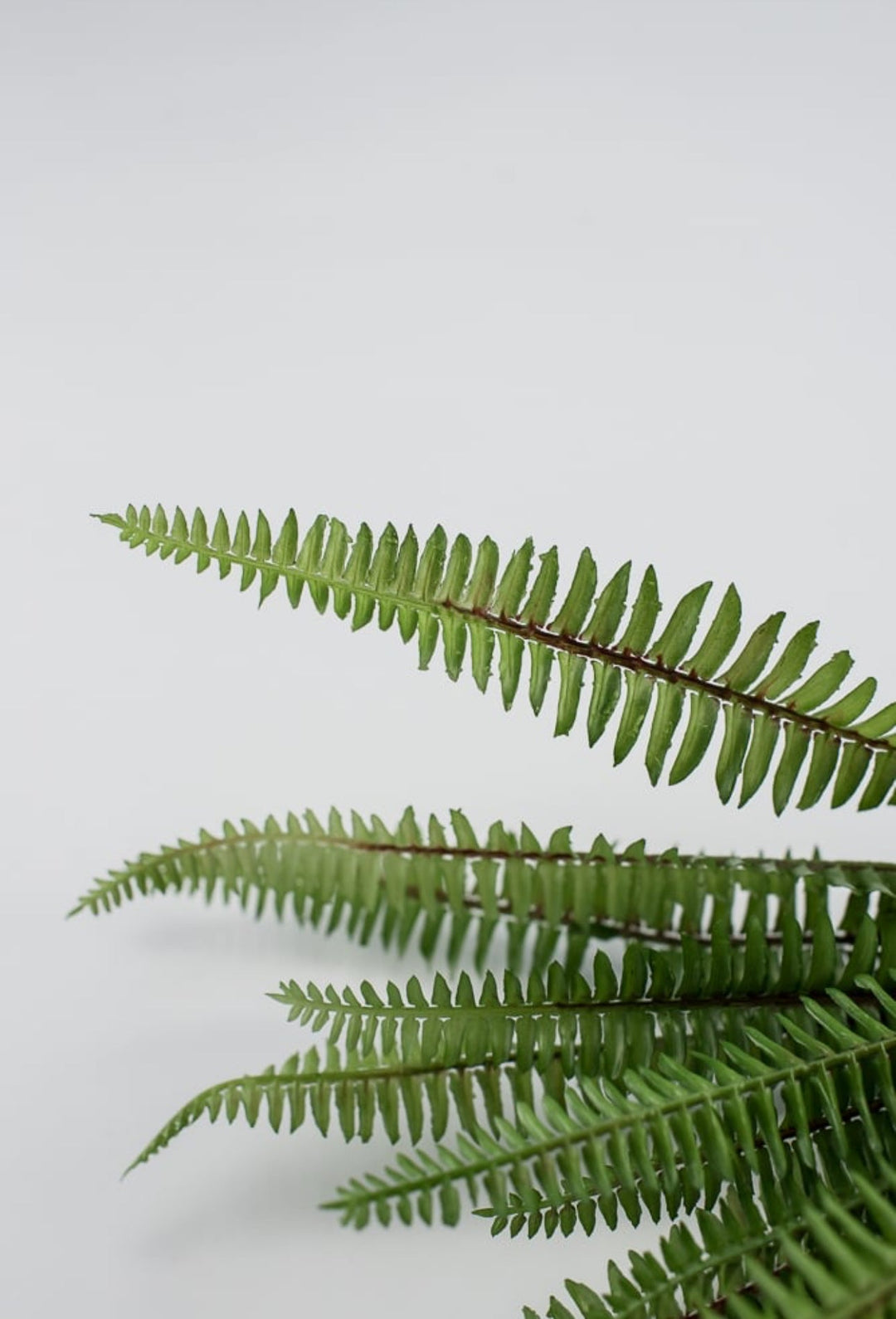 Wired, narrow fern bush, BEST SELLER - Greenery Marketgreenery25772